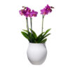 Manufacture Collier Blanc Vase Perle Large 16.5x16.5x17.5cm - Image 3